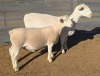 1+1 X WIT DORPER T5 EWE MICKEY PHILLIPS WIT DORPERS - 2