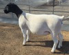 1 X DORPER T5 PREGNANT EWE MICKEY PHILLIPS DORPERS - 2
