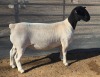 1 X DORPER T3 PREGNANT EWE MICKEY PHILLIPS DORPERS - 2
