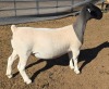 1 X DORPER T5 EWE MICKEY PHILLIPS DORPERS - 2