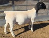 1 X DORPER T5 EWE MICKEY PHILLIPS DORPERS - 2