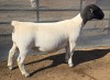 1 X DORPER T5 PREGNANT EWE MICKEY PHILLIPS DORPERS - 2