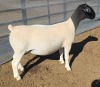 1 X DORPER T5 PREGNANT EWE MICKEY PHILLIPS DORPERS - 2