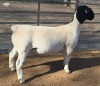 1 X DORPER T5 PREGNANT EWE MICKEY PHILLIPS DORPERS - 2