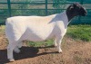 1 X DORPER T5 RAM MICKEY PHILLIPS DORPERS - 3