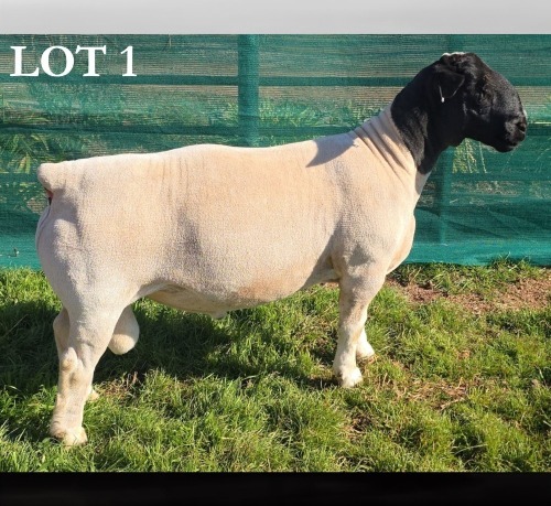 1 X DORPER T5 RAM MICKEY PHILLIPS DORPERS