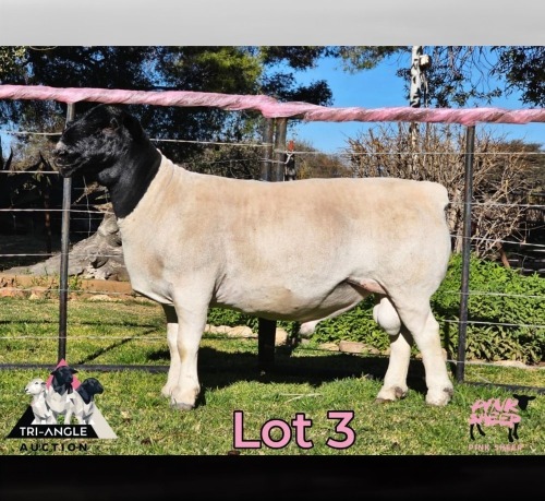 1 X DORPER T4 RAM PINK SHEEP DORPERS