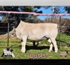 1 X DORPER T4 RAM PINK SHEEP DORPERS