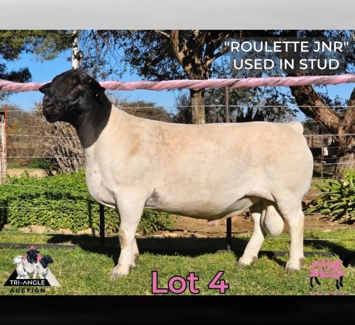 1 X DORPER T5 RAM PINK SHEEP DORPERS