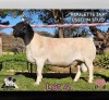 1 X DORPER T5 RAM PINK SHEEP DORPERS