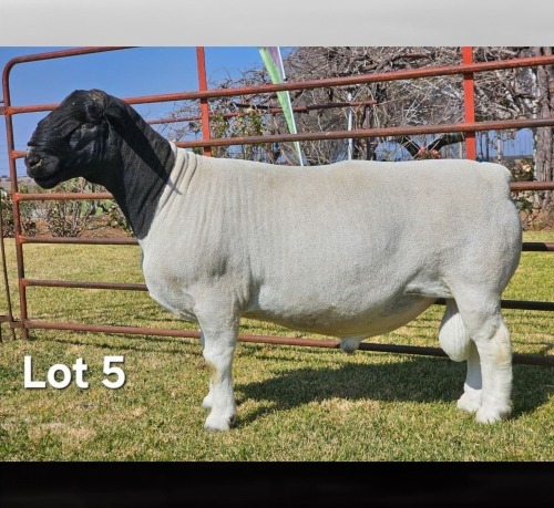 1 X DORPER T5 RAM LUKAS BURGER DORPERS