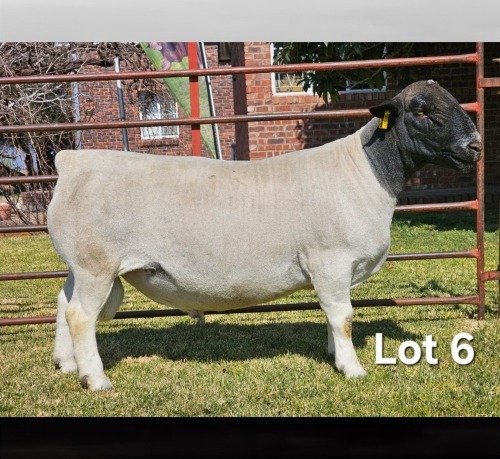1 X DORPER T5 RAM LUKAS BURGER DORPERS