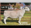 1 X WIT DORPER T5 RAM LUKAS BURGER WIT DORPERS