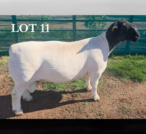 1 X DORPER T5 RAM MICKEY PHILLIPS DORPERS