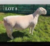 1 X WIT DORPER T5 RAM MICKEY PHILLIPS WIT DORPERS