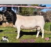 1 X DORPER T5 RAM PINK SHEEP DORPERS