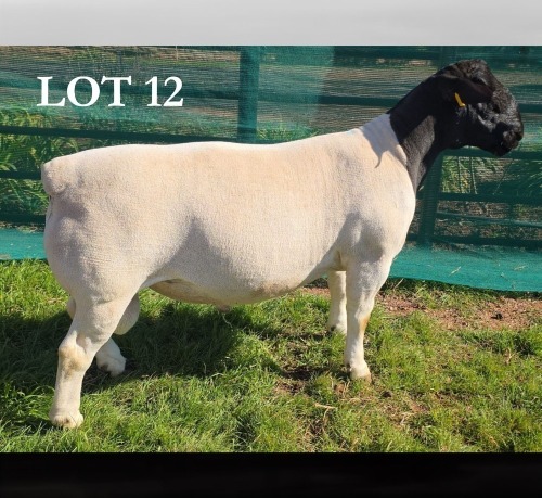 1 X DORPER T5 RAM MICKEY PHILLIPS DORPERS