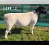 1 X DORPER T5 RAM MICKEY PHILLIPS DORPERS