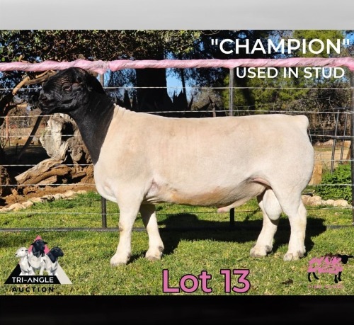1 X DORPER T5 RAM PINK SHEEP DORPERS