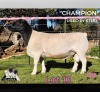 1 X DORPER T5 RAM PINK SHEEP DORPERS