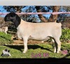 1 X DORPER T4 RAM PINK SHEEP DORPERS