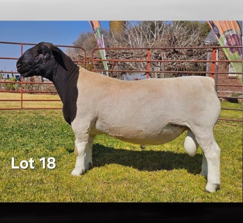 1 X DORPER T5 RAM LUKAS BURGER DORPERS