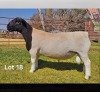 1 X DORPER T5 RAM LUKAS BURGER DORPERS