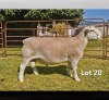 1 X WIT DORPER T3 RAM LUKAS BURGER WIT DORPERS