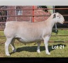 1 X WIT DORPER T4 RAM LUKAS BURGER WIT DORPERS