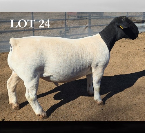 1 X DORPER T5 RAM MICKEY PHILLIPS DORPERS