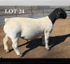 1 X DORPER T5 RAM MICKEY PHILLIPS DORPERS