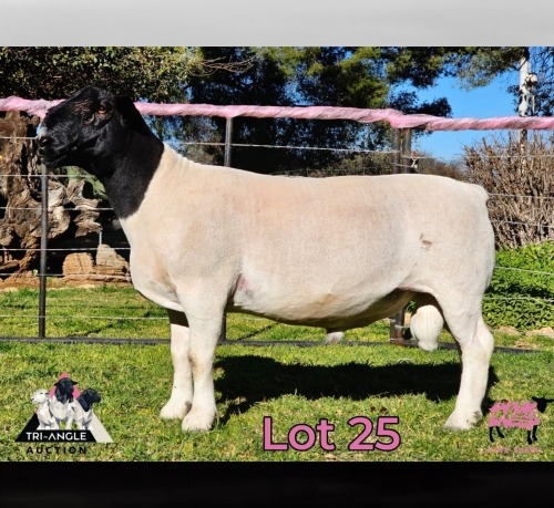 1 X DORPER T5 RAM PINK SHEEP DORPERS