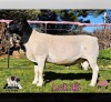 1 X DORPER T5 RAM PINK SHEEP DORPERS