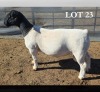 1 X DORPER T5 RAM MICKEY PHILLIPS DORPERS