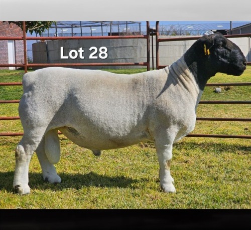 1 X DORPER T4 RAM LUKAS BURGER DORPERS
