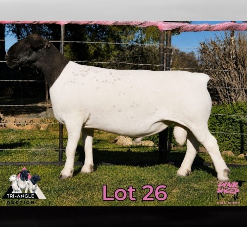 1 X DORPER T4 RAM PINK SHEEP DORPERS