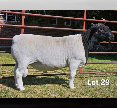 1 X DORPER T3 RAM LUKAS BURGER DORPERS