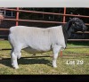 1 X DORPER T3 RAM LUKAS BURGER DORPERS