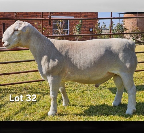 1 X WIT DORPER T5 RAM LUKAS BURGER WIT DORPERS