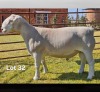 1 X WIT DORPER T5 RAM LUKAS BURGER WIT DORPERS