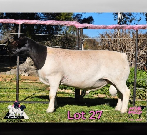1 X DORPER T3 RAM PINK SHEEP DORPERS