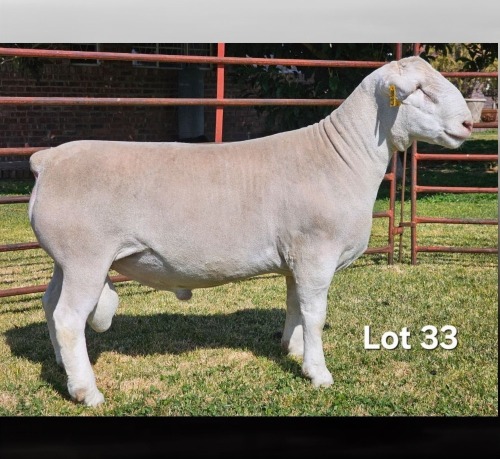 1 X WIT DORPER T3 RAM LUKAS BURGER WIT DORPERS