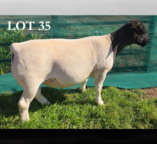 1 X DORPER T5 RAM MICKEY PHILLIPS DORPERS