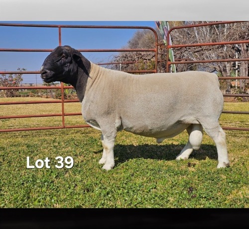 1 X DORPER T3 RAM LUKAS BURGER DORPERS