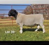 1 X DORPER T3 RAM LUKAS BURGER DORPERS