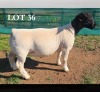 1 X DORPER T5 RAM MICKEY PHILLIPS DORPERS