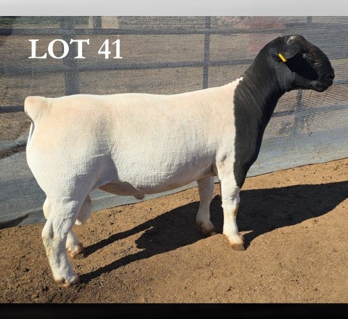 1 X DORPER T5 RAM MICKEY PHILLIPS DORPERS
