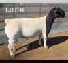1 X DORPER T5 RAM MICKEY PHILLIPS DORPERS