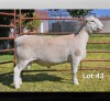 1 X WIT DORPER T4 RAM LUKAS BURGER WIT DORPERS
