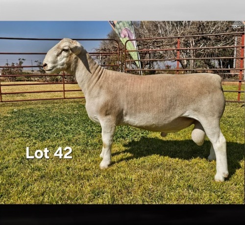 1 X WIT DORPER T5 RAM LUKAS BURGER WIT DORPERS